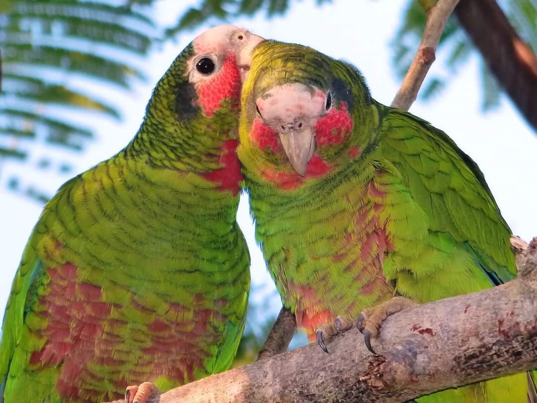 Parrot Sanctuary