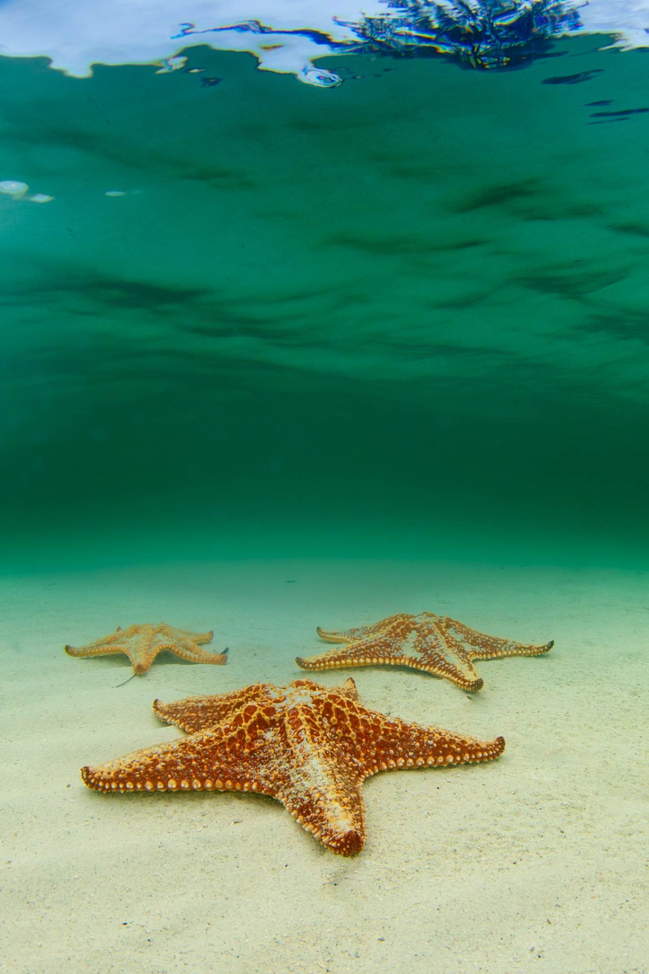 Starfish Point
